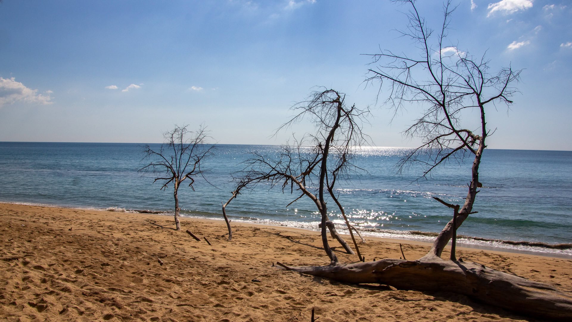 Sai Kaew Beach Phuket shoreline with driftwood trees on sand and the Andaman Sea horizon.