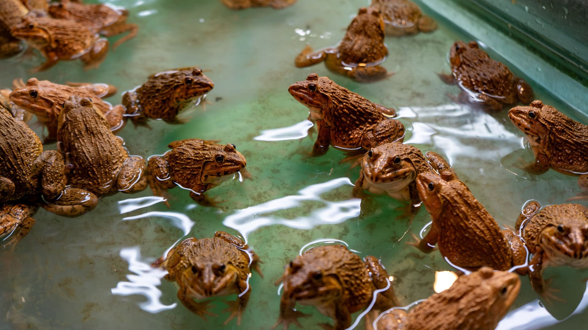 Banzaan Fresh Market Phuket live frog tank with multiple frogs standing in shallow water