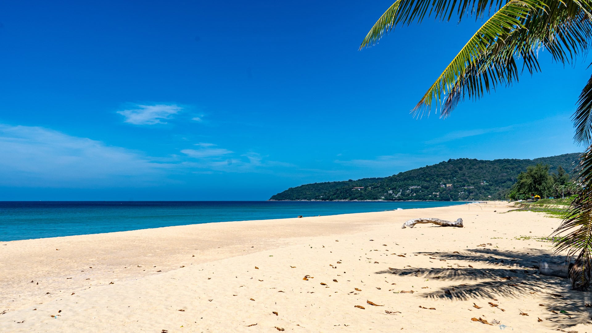 Empty section of Karon Beach Phuket with palm trees and driftwood